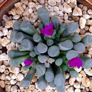 Frithia pulchra, rare succulent, 10 seeds image 1