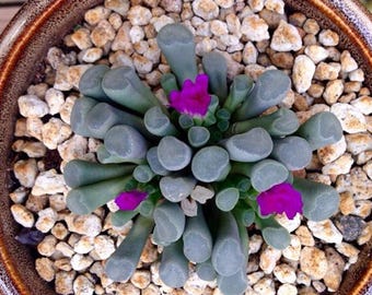 Frithia pulchra, rare succulent, 10 seeds