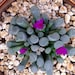 see more listings in the SAMEN: Lithops section