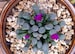 Frithia pulchra, rare succulent, 10 seeds 