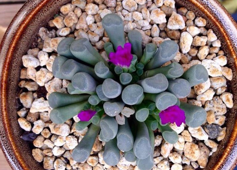 Frithia pulchra, rare succulent, 10 seeds image 1