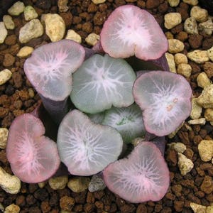 Haworthia maughanii, rare succulent, 2 seeds [SEEDS ONLY]