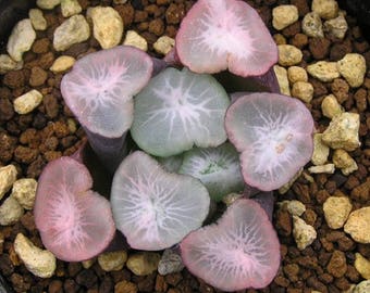 Haworthia maughanii, rare succulent, 2 seeds