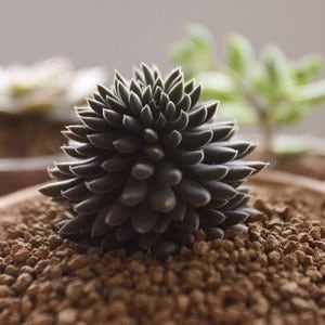 sinocrassula yunnanensis, rare succulent, 10 seeds image 1