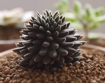 sinocrassula yunnanensis, rare succulent, 10 seeds