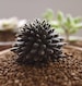 sinocrassula yunnanensis, rare succulent, 10 seeds