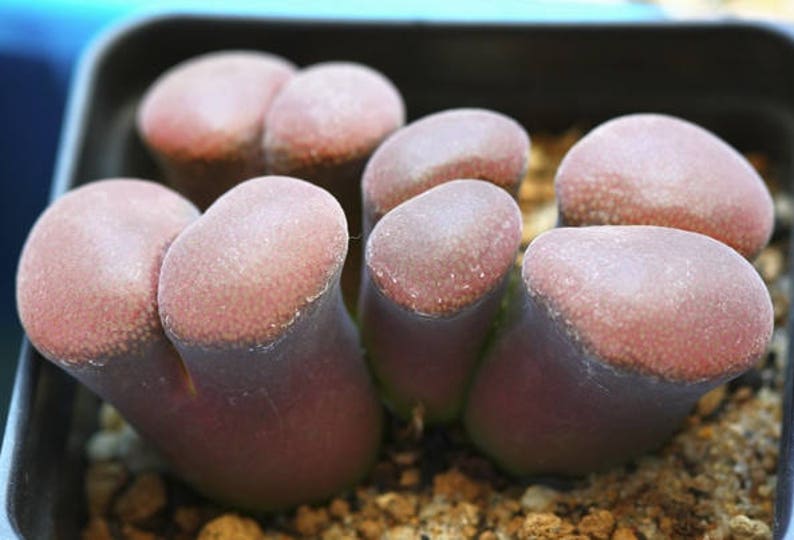 Conophytum friedrichiae, pierre vivante, succulente rare, 10 graines image 3