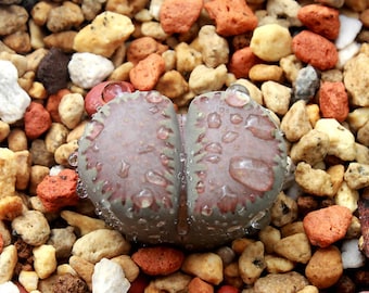 Lithops villetii ssp. deboeri 10 seeds