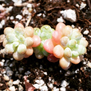 Real plants, Echeveria daphne clusters