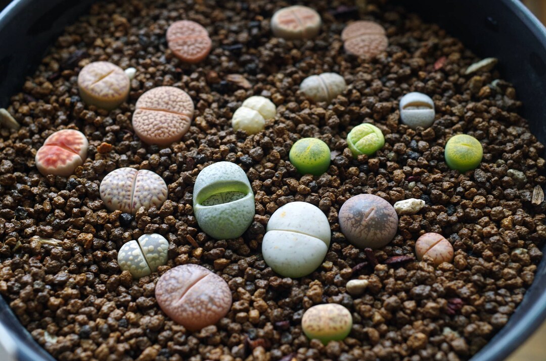 Lithops Mix Seeds [SEEDS ONLY] - Etsy