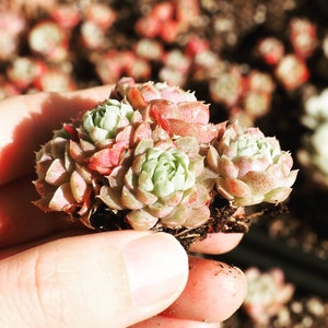 Real Plants, Echeveria Butterball - Etsy