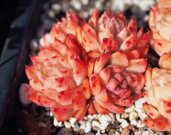 Real plants, Echeveria Angela clusters