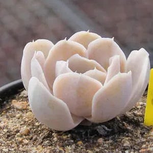 Echeveria runyonii san carlos, rare succulent, 10 seeds [SEEDS ONLY]