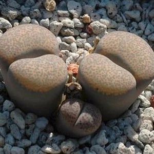 Lithops terricolor C253, rare succulent, living stone, 10 seeds