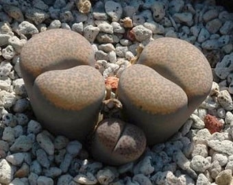 Lithops terricolor C253, suculenta rara, piedra viva, 10 semillas