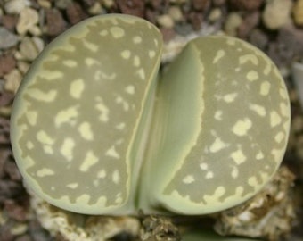 lithops marmorata c260, living stone, rare succulent, 10 seeds