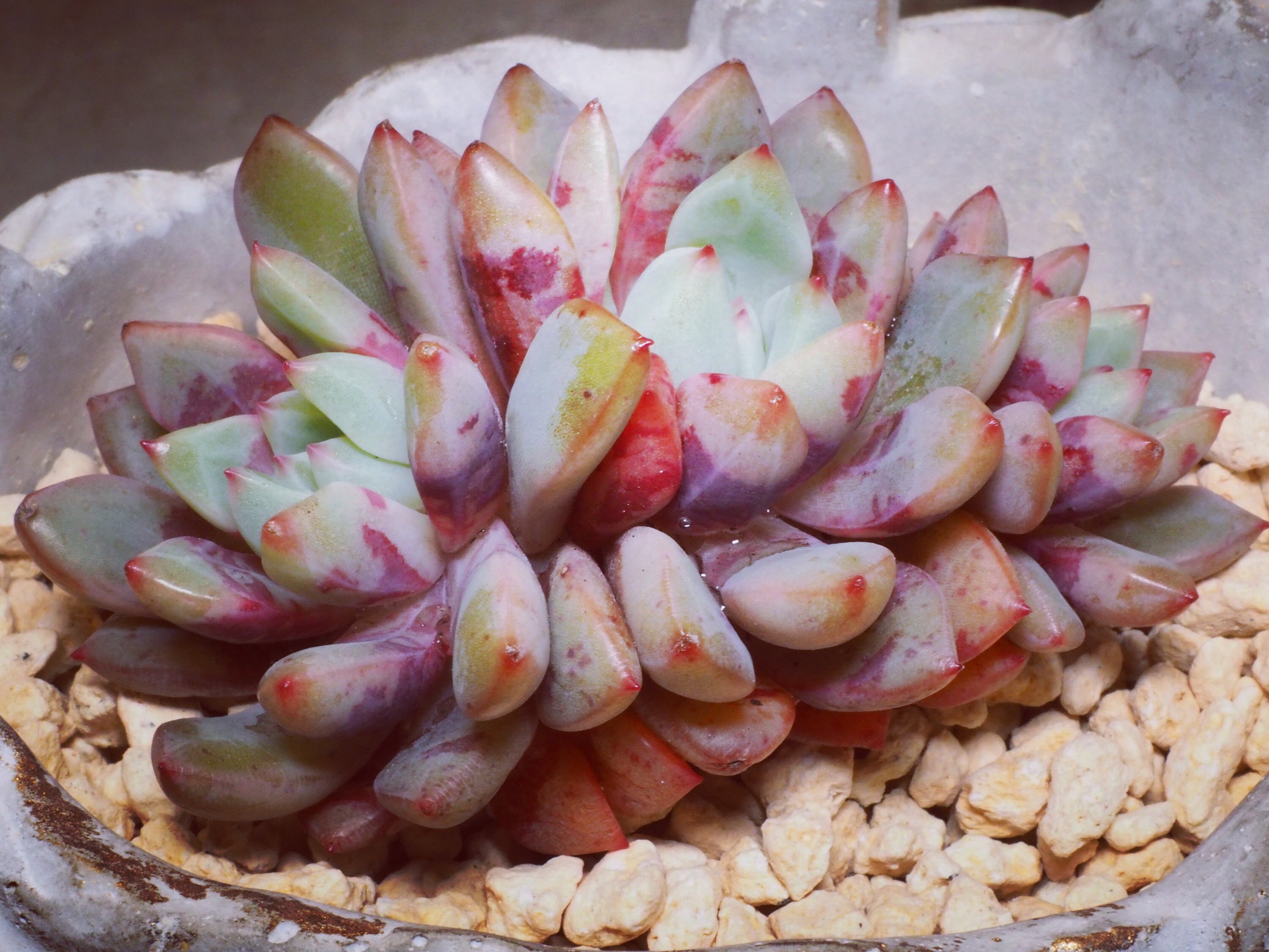 Real Plants Echeveria Echo Sp bloody Yan Clusters | Etsy