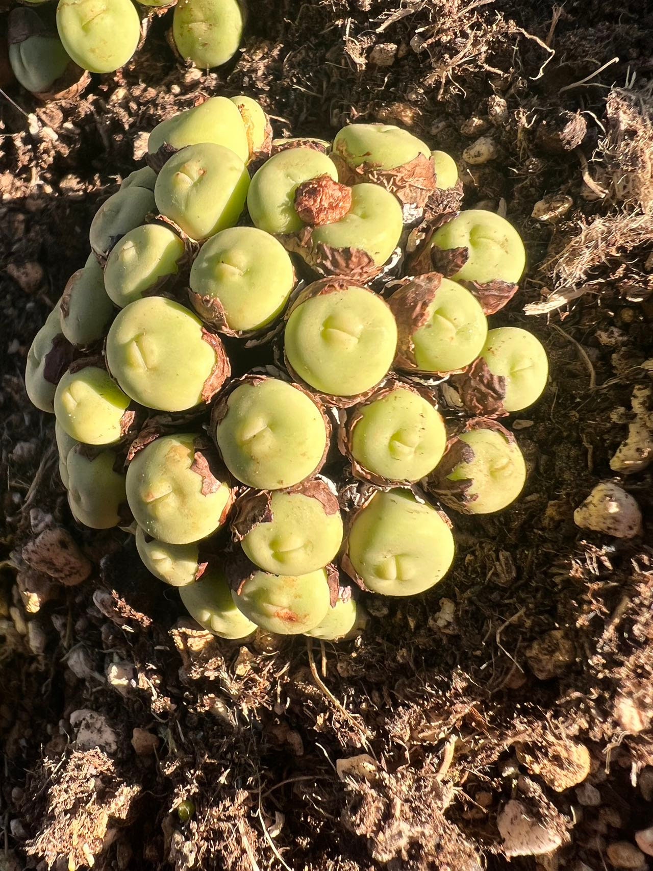 New Views of the Genus Conophytum コノフィツム New Views of the Genus Conophytum コノフィツム