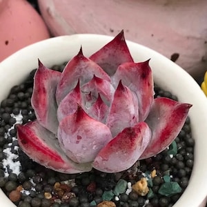 Semi rari di succulenta, Echeveria Colorata f. Tapalpa, 10 semi [SOLO SEMI]