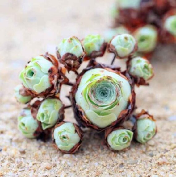 10 Graines Greenovia diplocycla MOUNTAIN rose RARE succulente