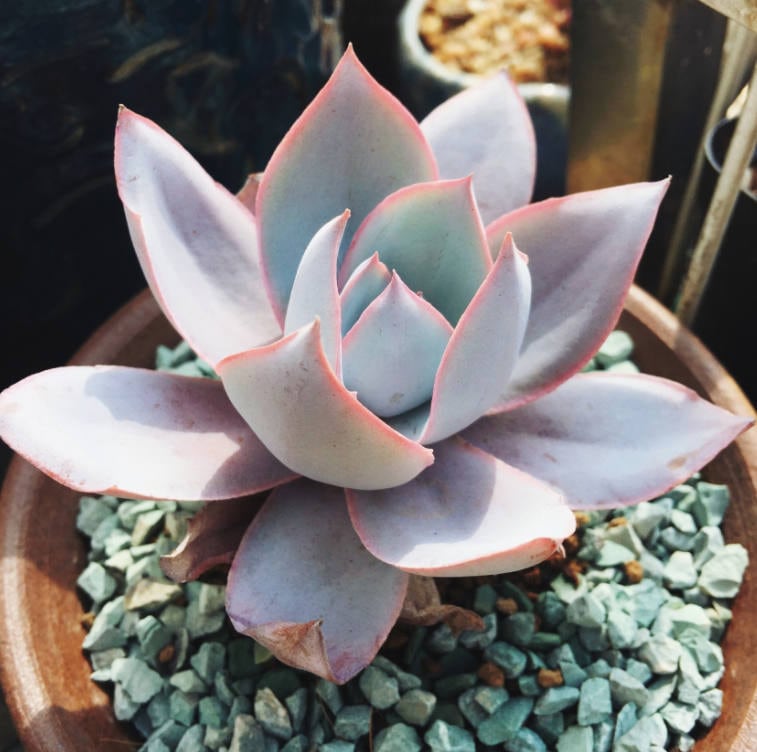エケベリア・カンテ、希少多肉植物、種子10個[種子のみ] - Etsy 日本