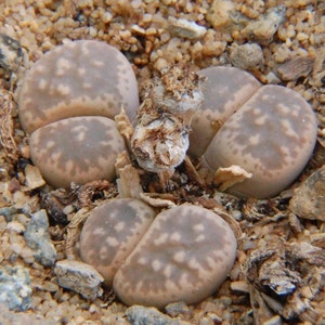 Lithops hermetica C397, 10 seeds [SEEDS ONLY]