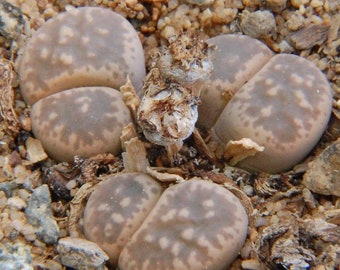 Lithops hermetica C397, 10 seeds