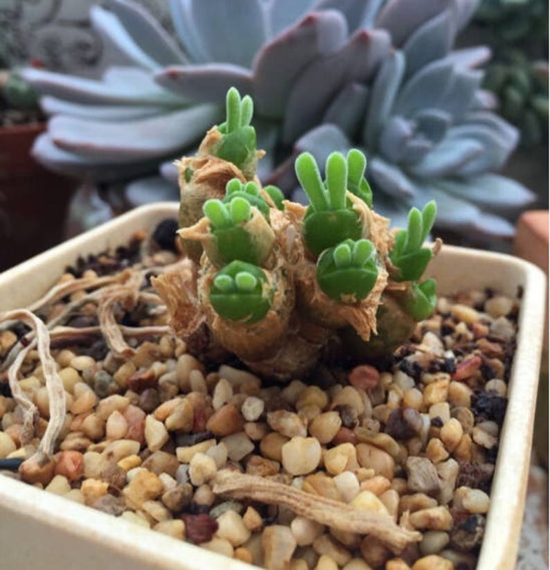 Monilaria moniliforme, Rare succulent, 10 seeds image 5