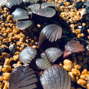 Haworthia springbokvlakensis, rare succulent, 2 seeds image 3