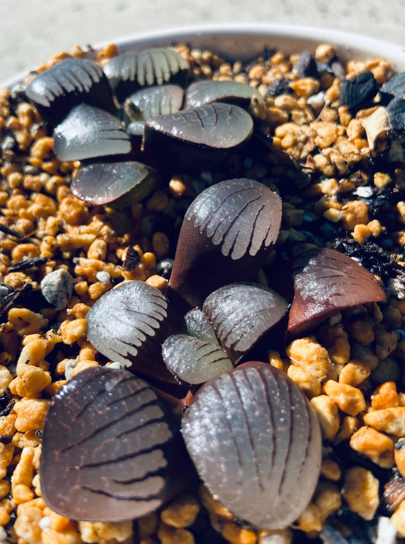 Haworthia springbokvlakensis, rare succulent, 2 seeds image 3