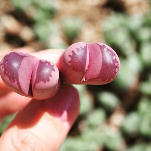 Rare plants, Lithops optica Rubra C81A (1 inch)