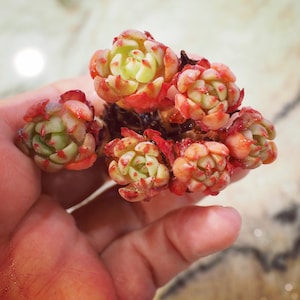 Real plants, Echeveria Nana Mini Hook cluster