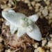 see more listings in the SEEDS: Other succulents section