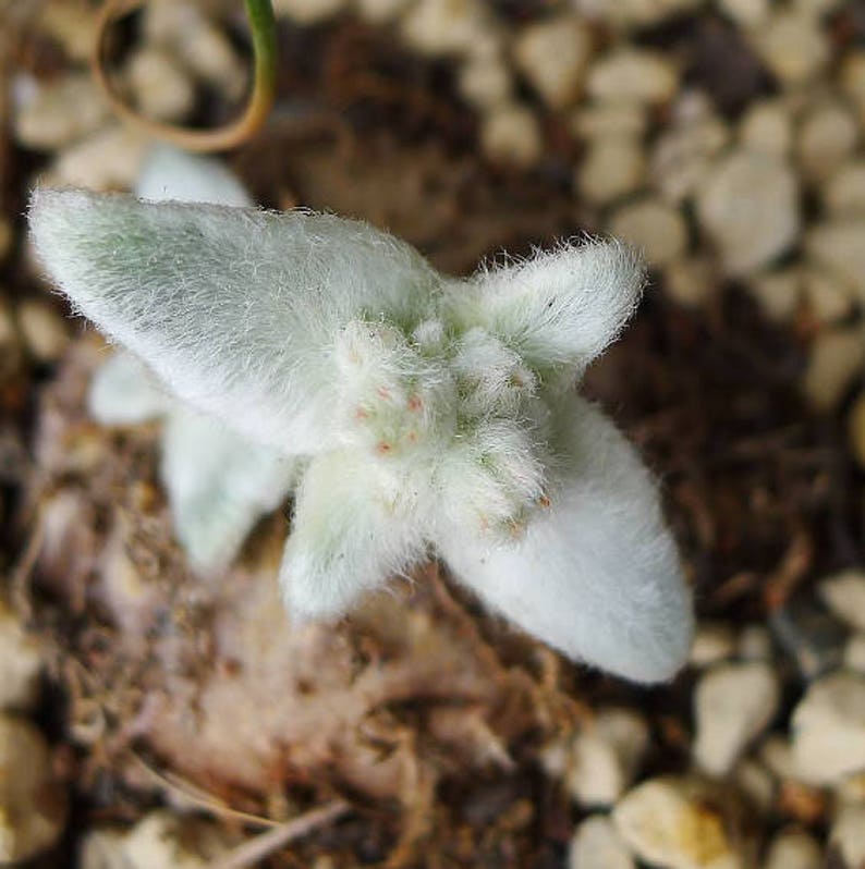 Sinningia canescens, Rechtsteineria leucotricha, rare succulent,10 seeds image 1