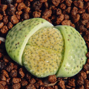 Lithops fulviceps aurea, 10 seeds [SEEDS ONLY]