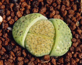 Lithops fulviceps aurea, 10 seeds