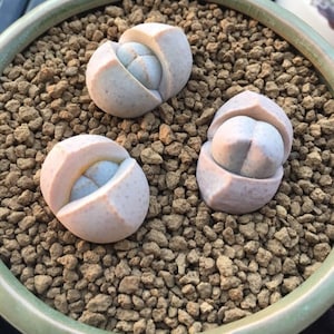 Dinteranthus puberulus, rare succulent, 10 seeds image 3