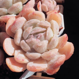 Rare plants, Echeveria Elegans Japanese Ice berry