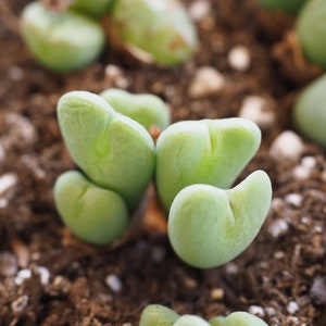 Rare plants, Conophytum Bilobum image 2