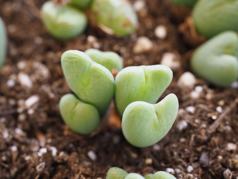 Rare plants, Conophytum Bilobum image 2