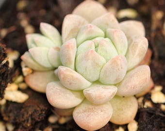 Echeveria prolifica, rare succulent, 10 seeds