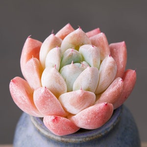 Echeveria elegans albicans, rare succulent,  10 seeds [SEEDS ONLY]