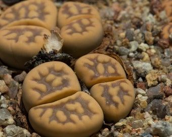 Lithops karasmontana ssp. bella, C295, 10 seeds