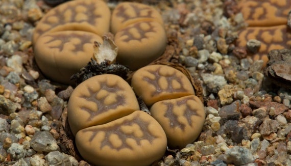 Lithops Karasmontana Ssp. Bella, C295, 10 Seeds [SEEDS ONLY] - Etsy