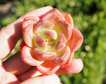 Rare plants, Echeveria Pink Champagne