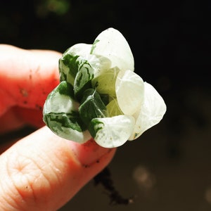 Rare plants, Haworthia obtusa v shugcheaug variegated