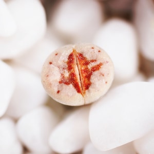 Rare plants, Lithops julii &#39;hot lips&#39;, C183A