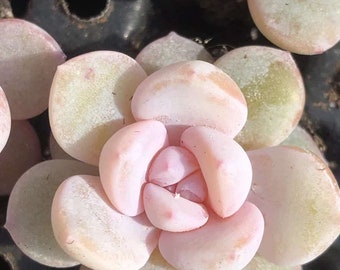 Real plants, Echeveria snow peach