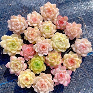 Echeveria mix seeds premium selection, pink succulent, rare succulent,  20 seeds