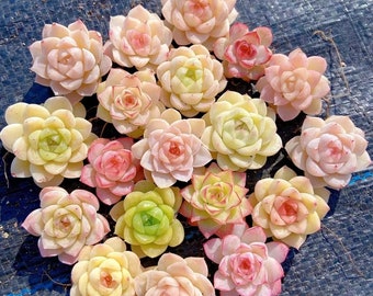 Echeveria mix seeds premium selection, pink succulent, rare succulent,  20 seeds